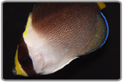 Singapore Angelfish